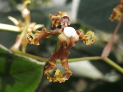 Cyrtochilum divaricatum