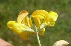 Lotus stepposus