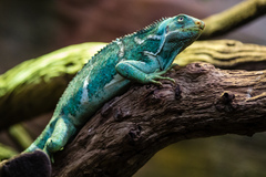 Fiji Crested Iguana photo 4