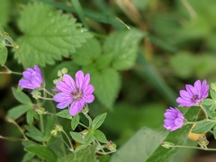 Geranium pyrenaicum