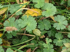 Geranium pyrenaicum