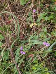 Geranium pyrenaicum