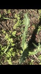 Eryngium foetidum