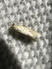 Tachystola hemisema