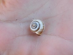 Monacha syriaca