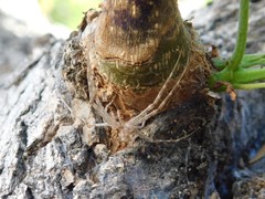 Hersilia caudata