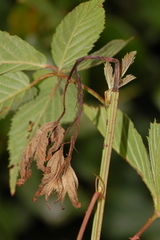 Oberea perspicillata