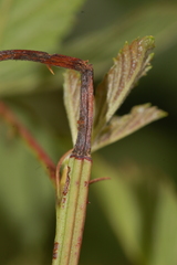 Oberea perspicillata