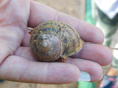 Cornu aspersum