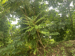 Averrhoa bilimbi