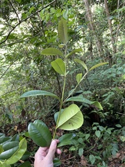 Pimenta racemosa grisea