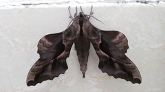 Phyllosphingia dissimilis