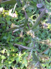 Brickellia cylindracea