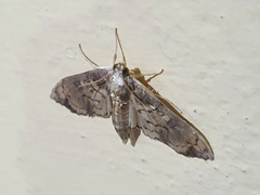 Lepidoptera