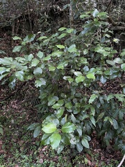 Hieronyma clusioides