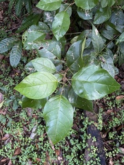 Hieronyma clusioides