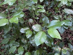 Hieronyma clusioides