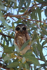 Ninox boobook ocellata
