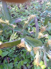 Brickellia cylindracea