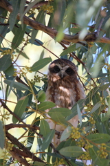 Ninox boobook ocellata