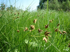 Bolboschoenus planiculmis