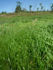 Glyceria arundinacea