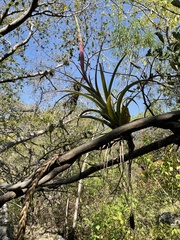 Tillandsia achyrostachys