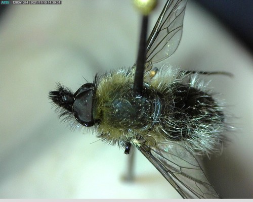 iNaturalist observation photo of Bombyliinae