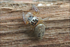 Opisthoncus parcedentatus