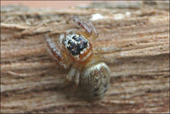 Opisthoncus parcedentatus