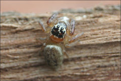 Opisthoncus parcedentatus