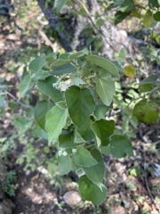 Croton ciliatoglandulifer