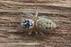 Opisthoncus parcedentatus