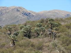 Trithrinax campestris