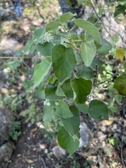 Croton ciliatoglandulifer