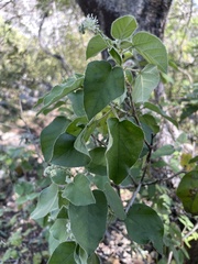 Croton ciliatoglandulifer