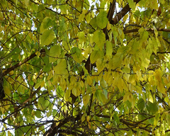 Maclura pomifera