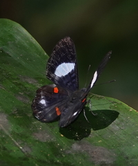 Cyrenia martia
