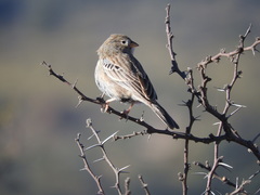Rhopospina carbonaria