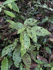 Acalypha bisetosa