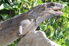 Ctenosaura similis