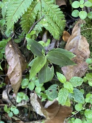 Microchilus