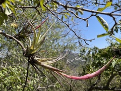 Tillandsia achyrostachys