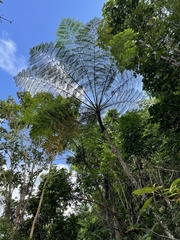 Cyathea arborea