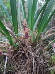 Maxillaria meleagris