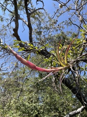 Tillandsia achyrostachys