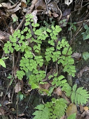 Adiantum tenerum