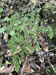 Adiantum tenerum