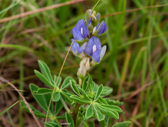 Lupinus gibertianus