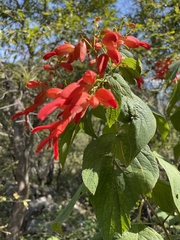 Salvia sessei